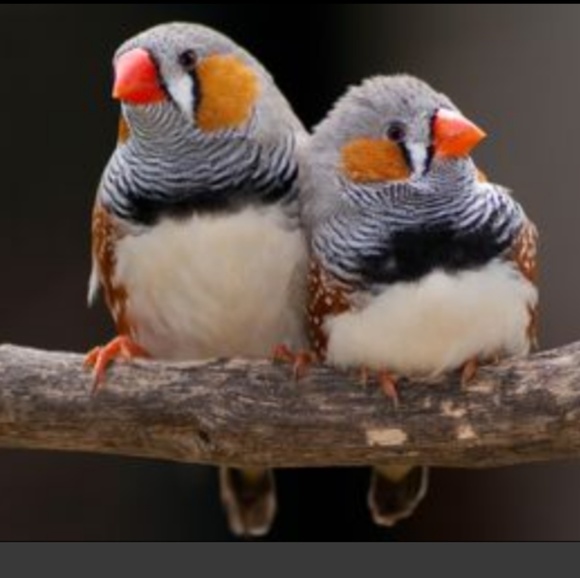 Meet your Posher, Misty - Picture 4 of 4